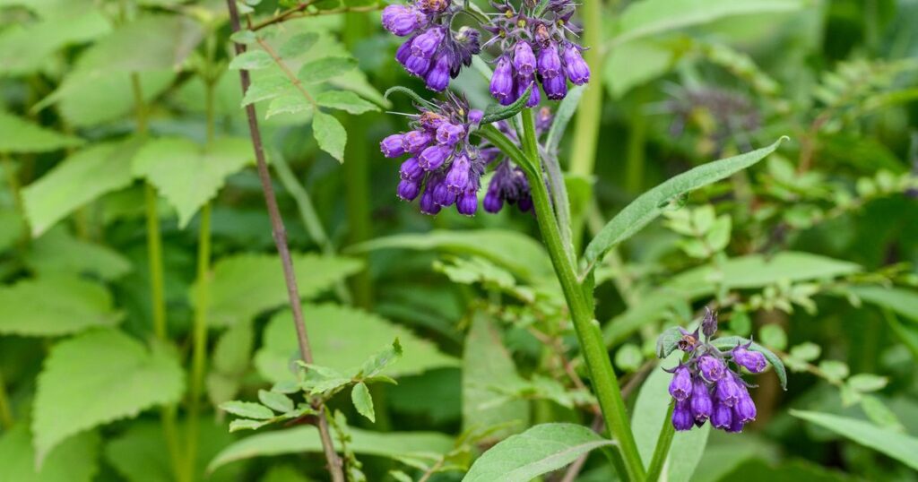 Kostival lékařský (Symphytum officinale)​​