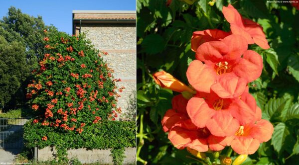 Trubač Campsis × tagliabuana 'Madame Galen' s latami oranžově červených květů