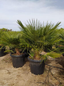 Žumara nízká (Chamaerops humilis)​