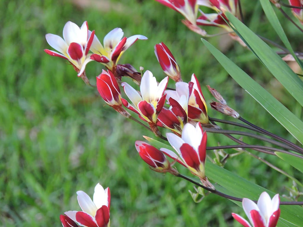 Sparaxis grandiflora