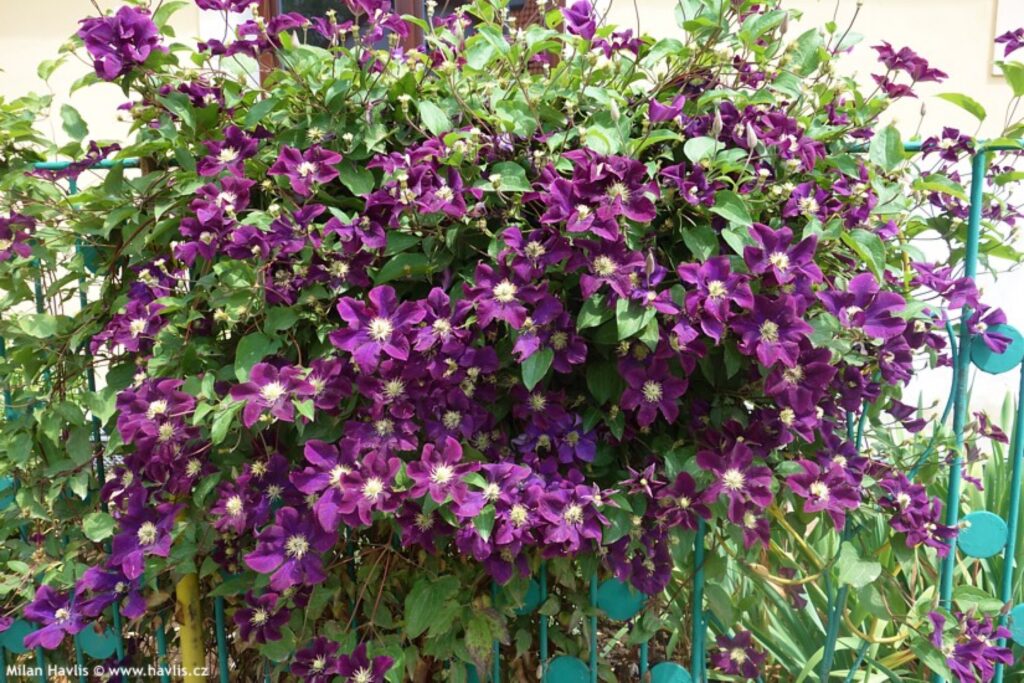 Plamének vlašský (Clematis viticella)​