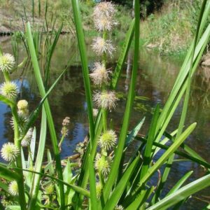 Zevar jednoduchý (Sparganium emersum)​