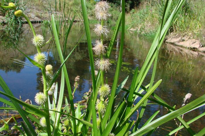 Zevar jednoduchý (Sparganium emersum)​