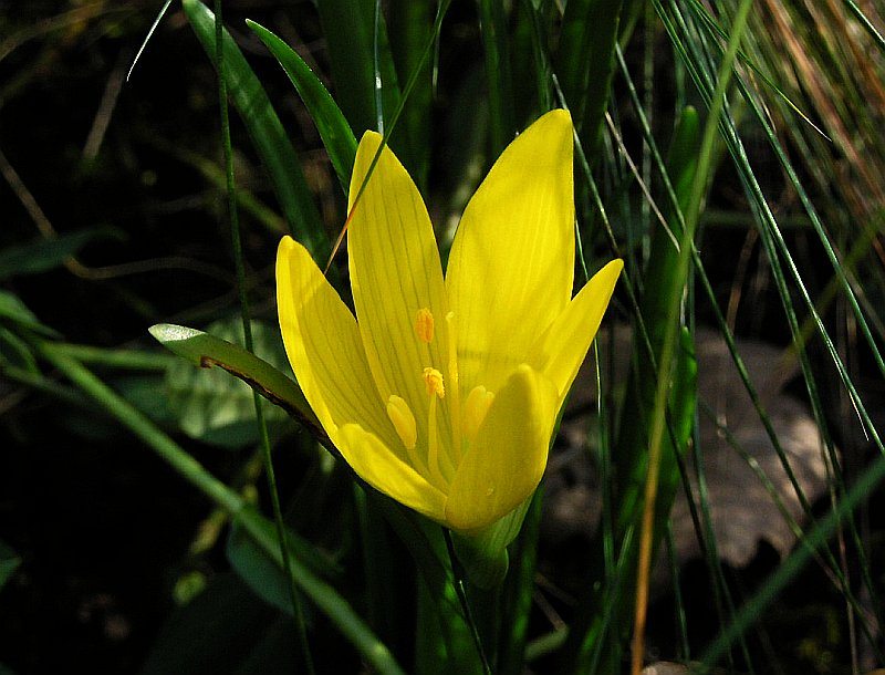Sternbergie žlutá 3 Sternbergie žlutá (Sternbergia lutea)