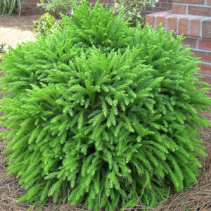 Cryptomeria Globosa Nana​