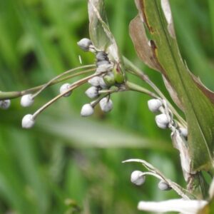 Slzovka obecná (Coix lacryma-jobi)