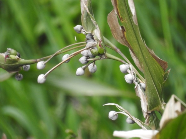 Slzovka obecná (Coix lacryma-jobi)