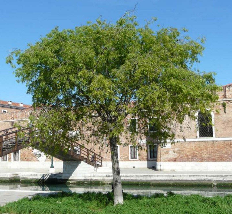 Břestovec jižní (Celtis australis)​