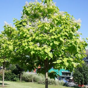 Katalpa obecná (Catalpa bignonioides)​
