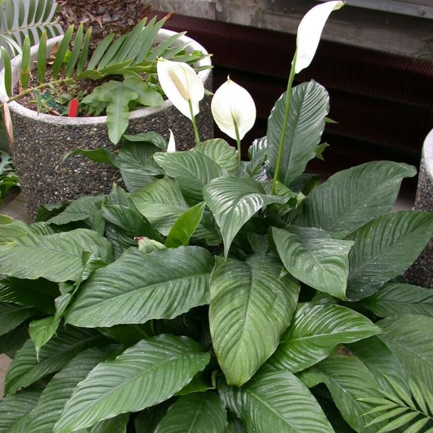 Toulcovka 2 Spathiphyllum Mauna Loa