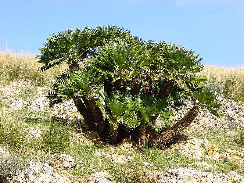 Žumara nízká 2 Žumara nízká (Chamaerops humilis) se na léto umisťuje venku.