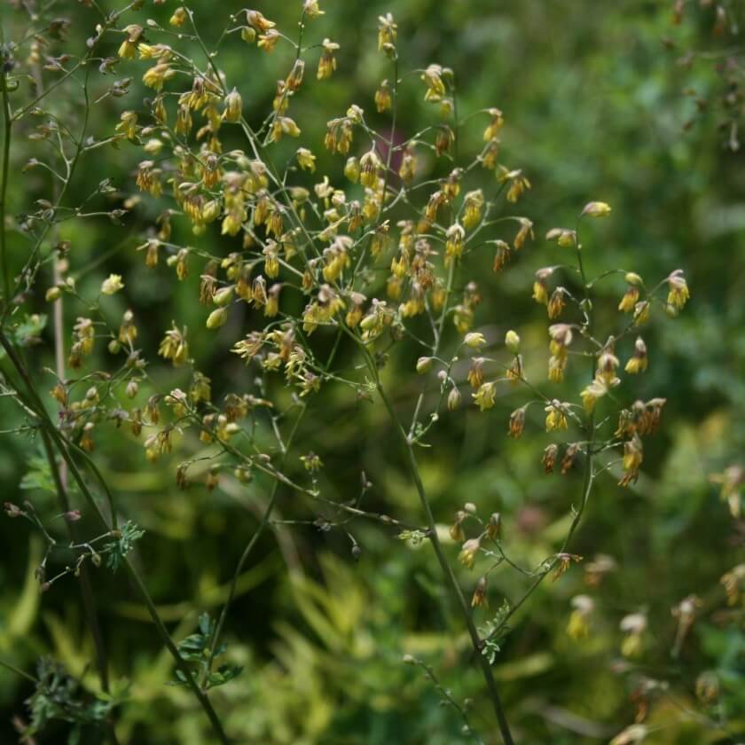 Thalictrum minus 'Adianthifolium'​