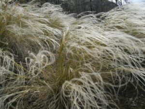 Okrasné trávy a kapradiny: průvodce pěstováním 9 Kavyl Ivanův(Stipa pennata)
