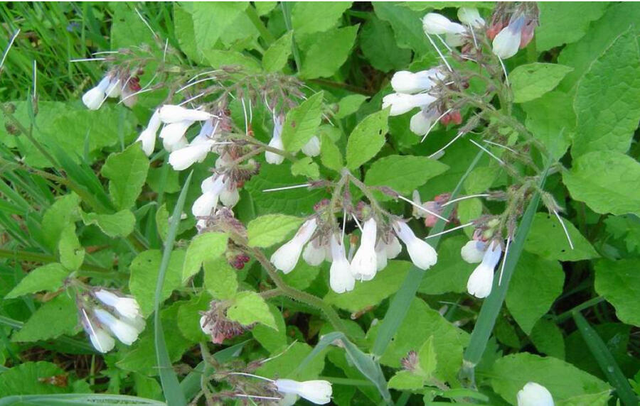 Kostival velkokvětý (Symphytum grandiflorum)​