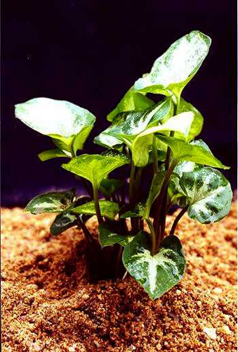 Syngonium 4 'Albolineatum' – listy s bílými žilkami
