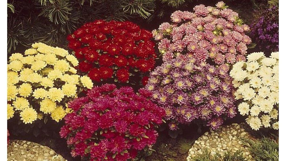 Astra čínská 4 Astry Pinocchio: Plné květy v různých barvách, vhodné do květináčů.