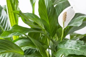 Toulcovka Wallisova (Spathiphyllum wallisii)