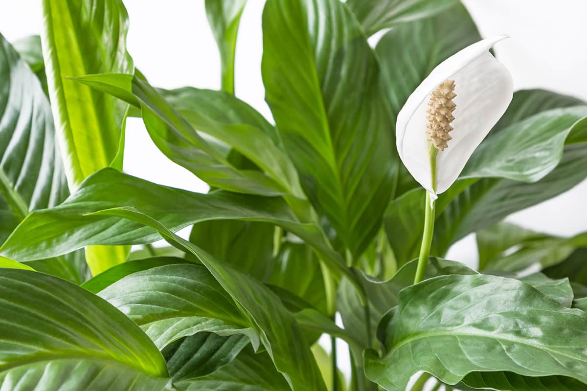 Toulcovka Wallisova (Spathiphyllum) s bílým toulcem - typická pokojová rostlina do polostínu