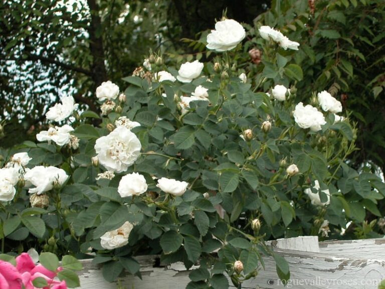 Sparaxis 4 Alba Maxima