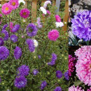 Astra čínská (Callistephus chinensis)