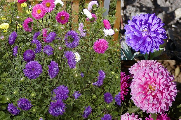 Astra čínská (Callistephus chinensis)