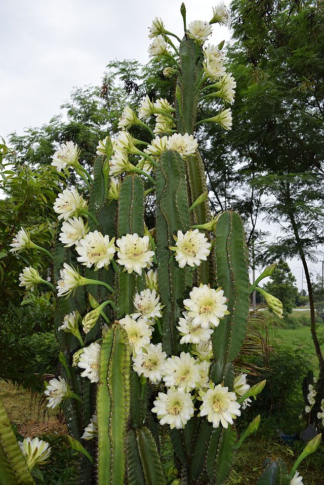 Cereus 1 Cereus jamacaru