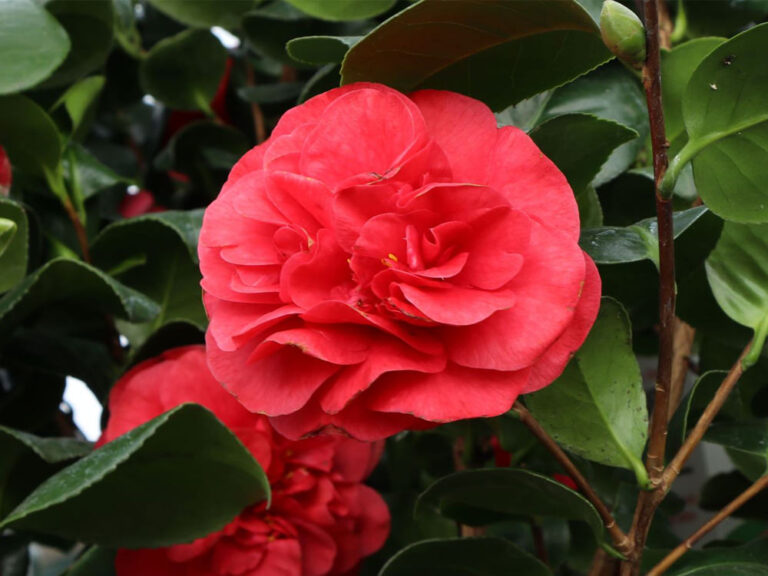 Kamélie 19 Lady Campbell: stará, nepravidelně plnokvětá odrůda.