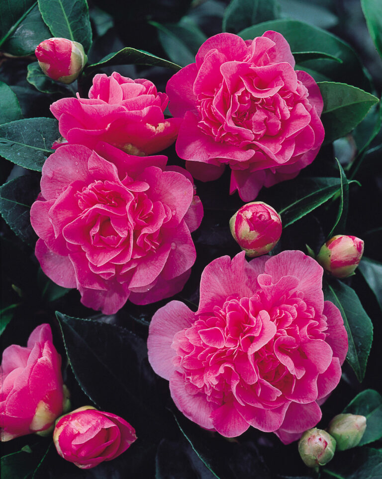 Kamélie 28 Debbie: cyklámově červená, nepravidelně plnokvětá.