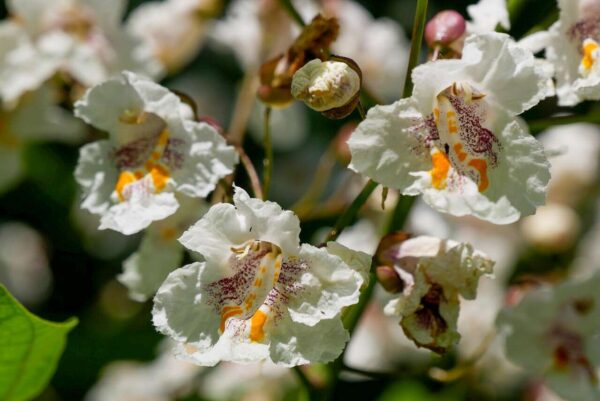 Katalpa 3 Bílé květy katalpy nádherné (Catalpa speciosa) na slunném stanovišti