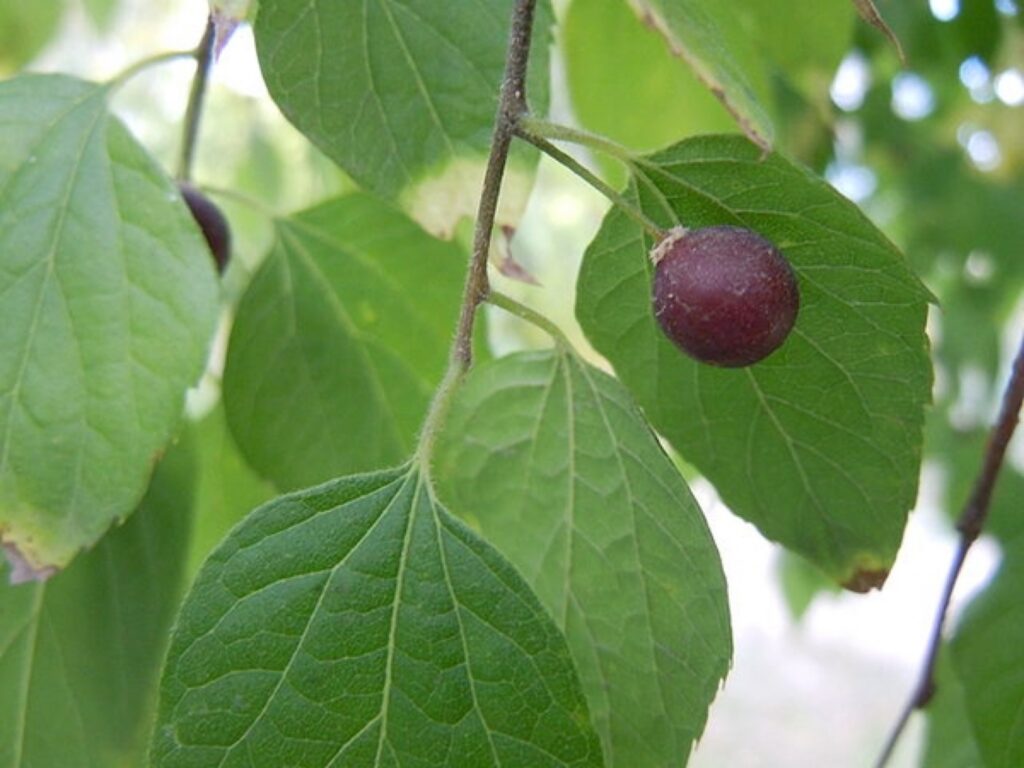 Břestovec západní (Celtis occidentalis)​