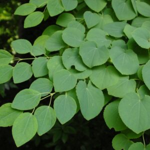 Cercidiphyllum magnificum​