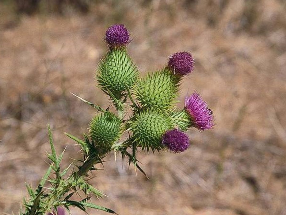 Pcháč obecný (Cirsium vulgare)​