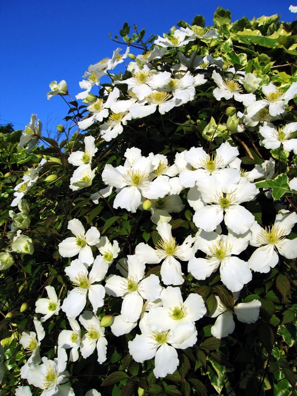 Plamének horský (Clematis montana)​
