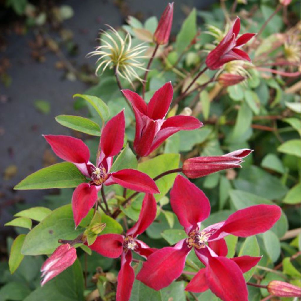 Plamének texaský (Clematis texensis)​