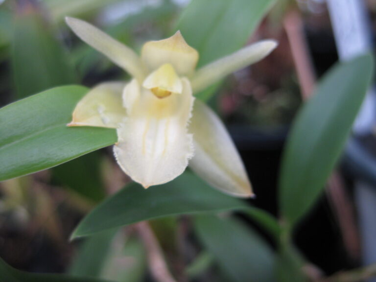 Kamélie 2 Fimbriata Alba: velmi stará, plnokvětá odrůda.