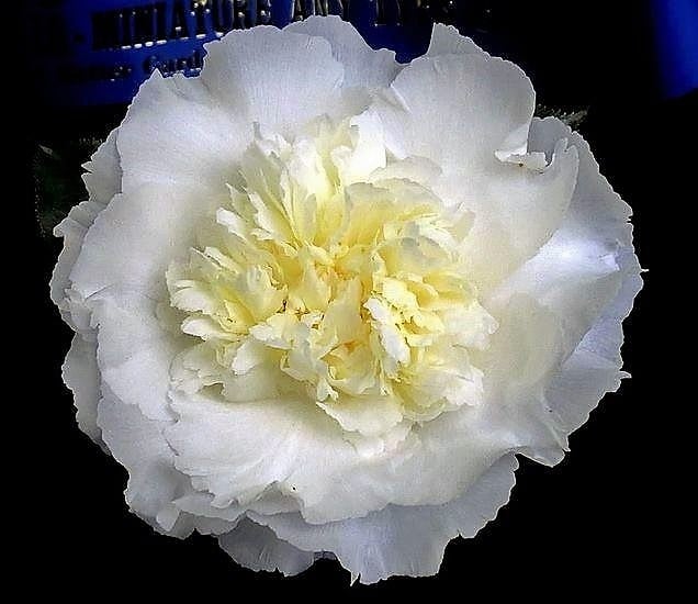 Kamélie 1 Elegans Champagne: nepravidelně plnokvětá.