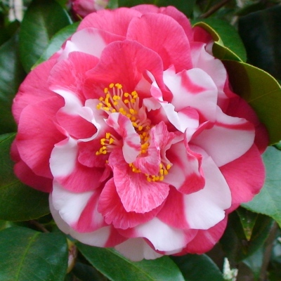 Kamélie 25 Emmet Pfingstl: červenobílá s nepravidelnými skvrnami, jednoduchá.