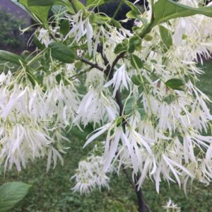 Chionanthus virginicus