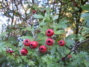 Řez stromů: kompletní průvodce technikou i technologií 15 Hloh jednosemenný (Crataegus monogyna)