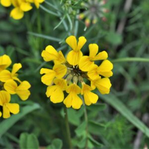 Podkovka chocholatá (Hippocrepis comosa)​
