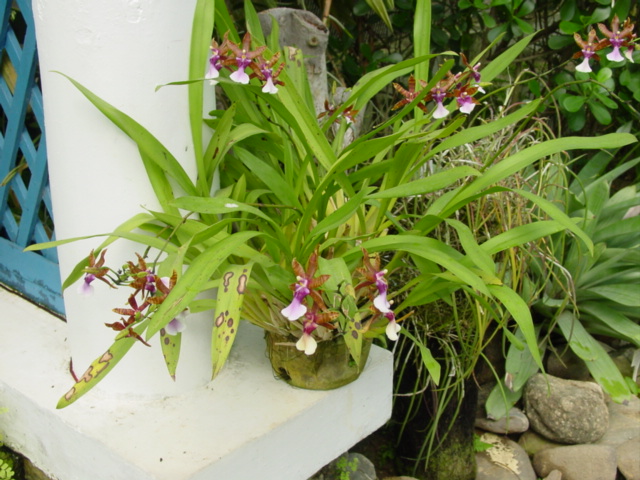 Katleja 2 Miltonia clowesii, miltonie