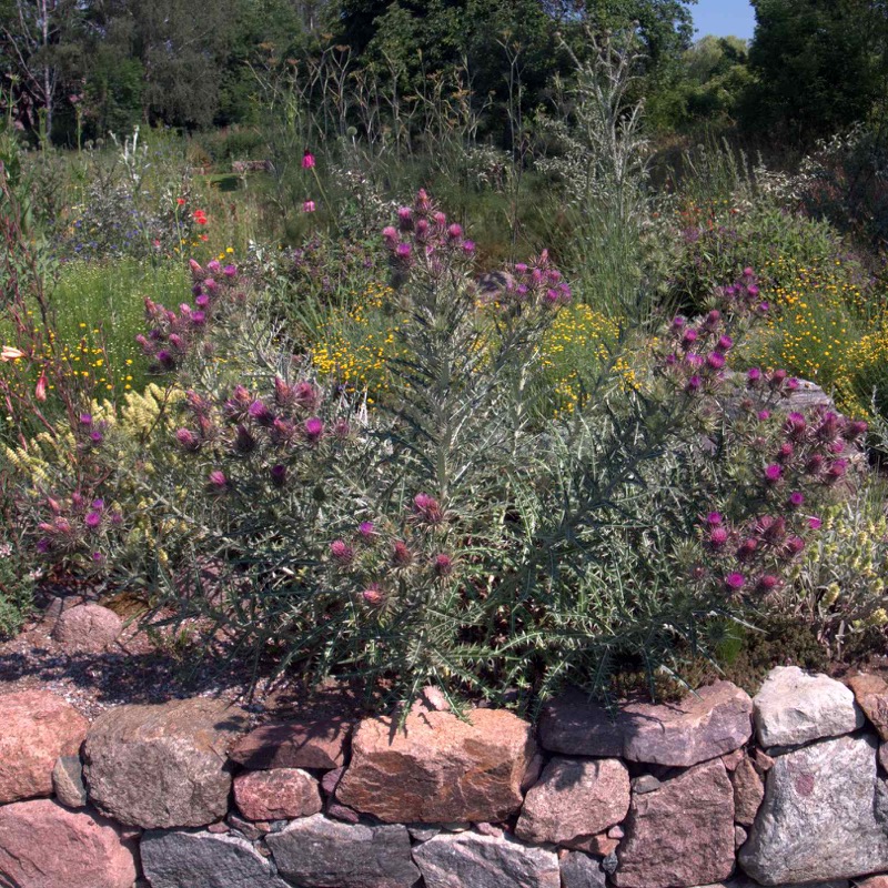 Ptilostemon diacanthus Cirsium diacanthum Elfenbeindistel 1120350