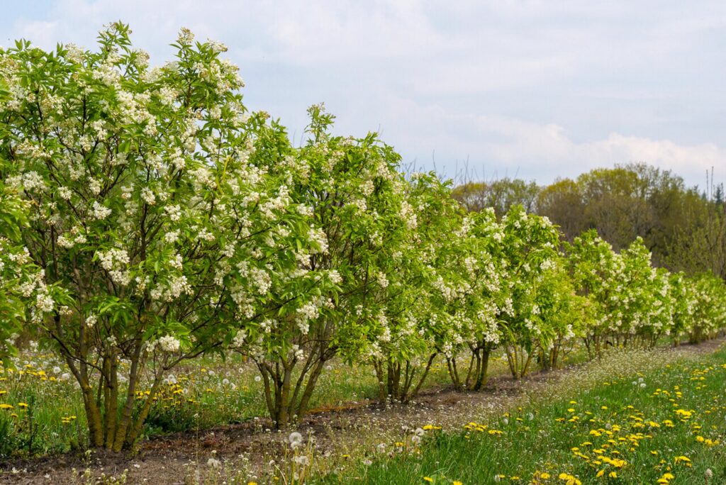 Klokoč kavkazský (Staphylea colchica)​