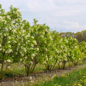 Klokoč kavkazský (Staphylea colchica)​