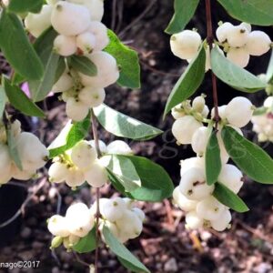 Pámelník, Symphoricarpos albus Varieta laevigatus