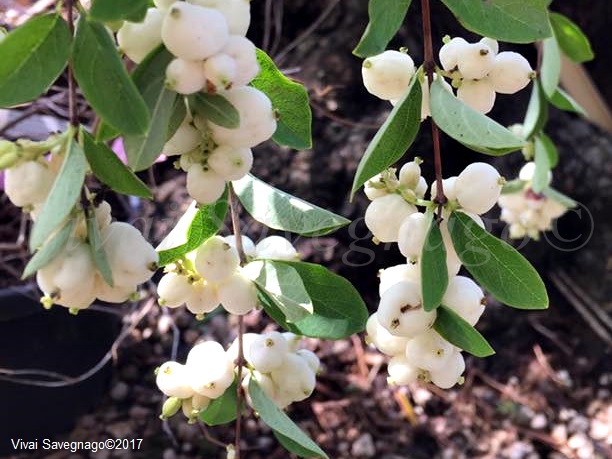 Pámelník, Symphoricarpos albus Varieta laevigatus