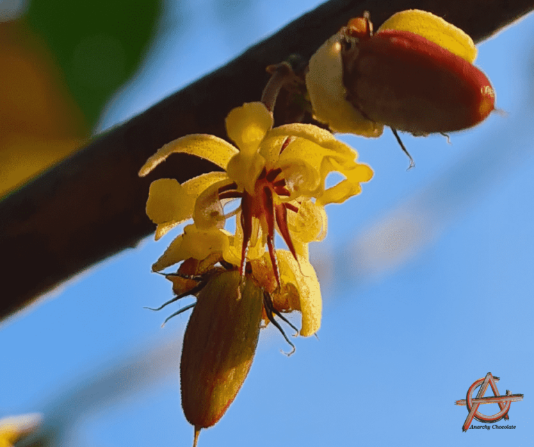 Kakaovníkové květy