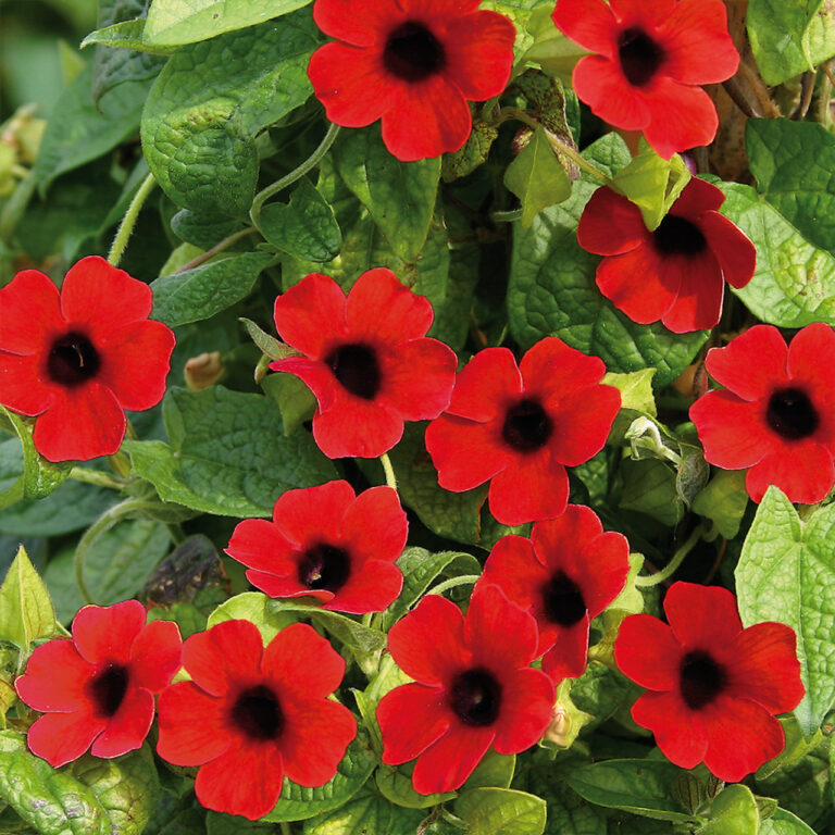 Thunbergia alata 'Sunny Susy'