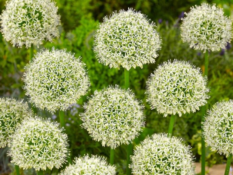 Sparaxis 5 Montblanc