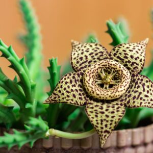 Stapelia variegata